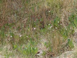 Image of alkali mariposa lily