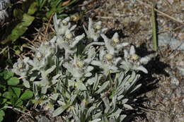 Image of Leontopodium ochroleucum Beauv.