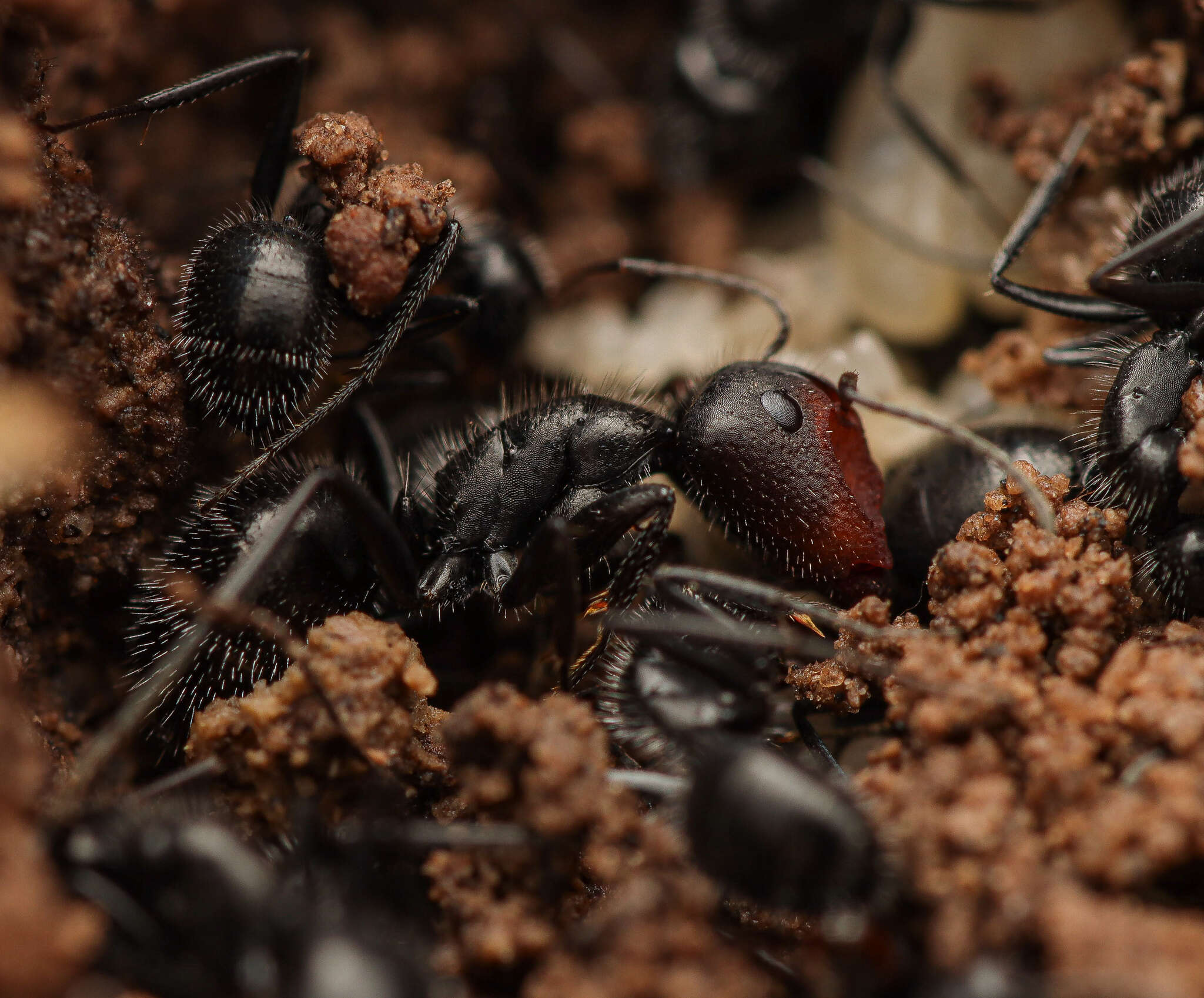 صورة Camponotus ulcerosus Wheeler 1910