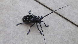 Image of Citrus long-horned beetle