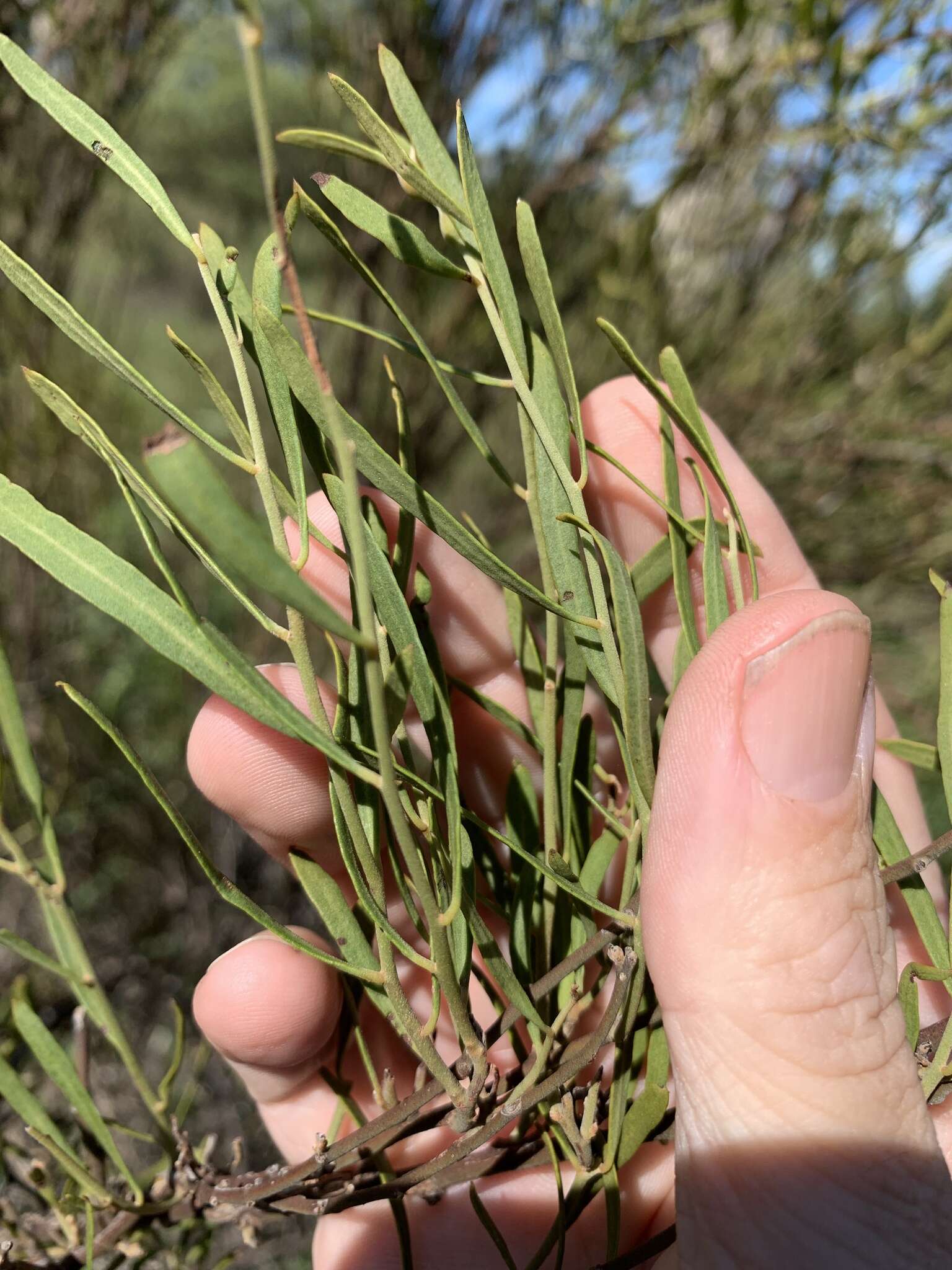 Image of Capparis loranthifolia Lindl.