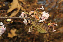 Image of Viburnum × bodnantense Aberc. ex Stearn