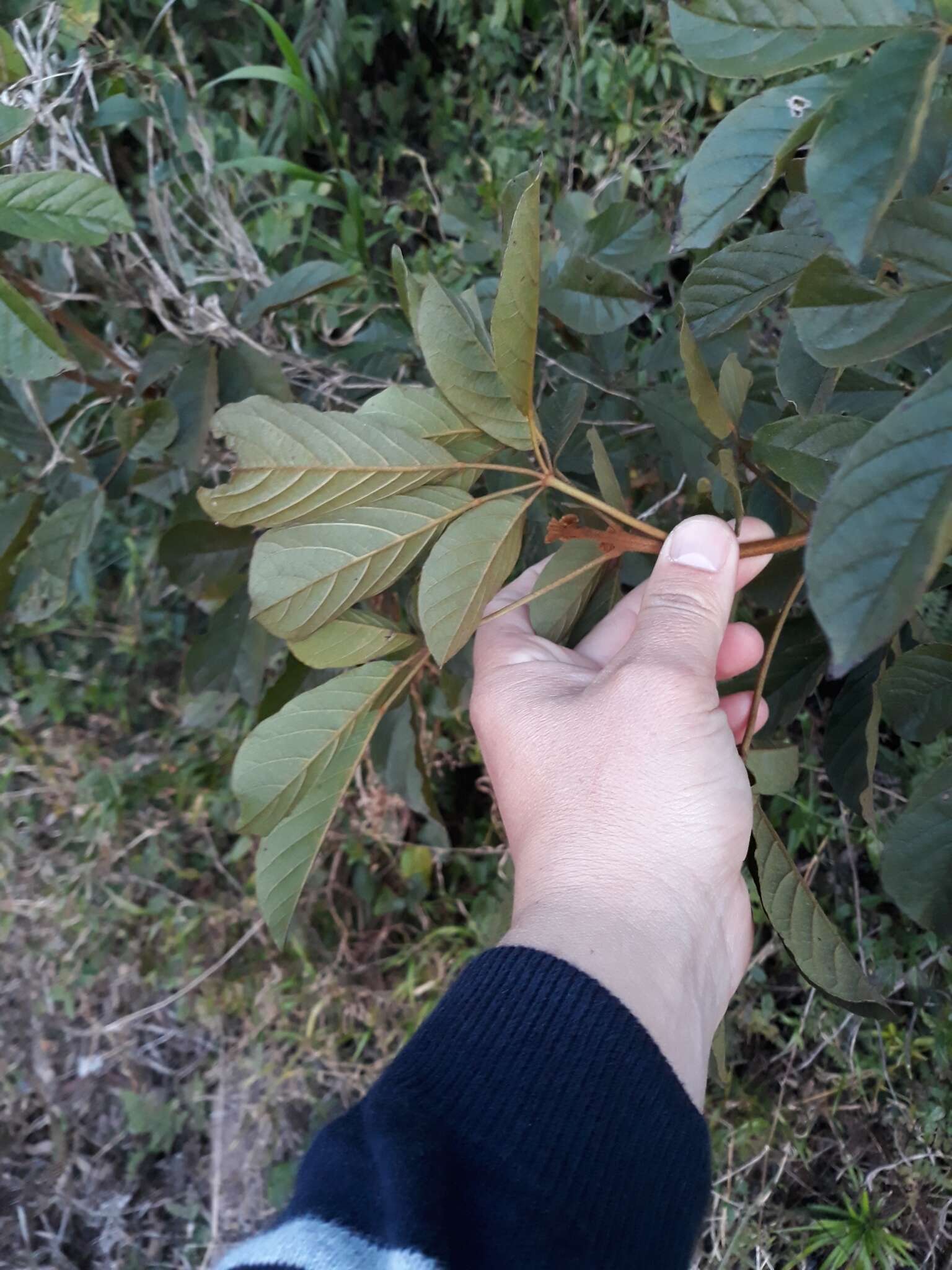 Image of Golden trumpet tree