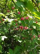 Imagem de Euonymus latifolius (L.) Mill.