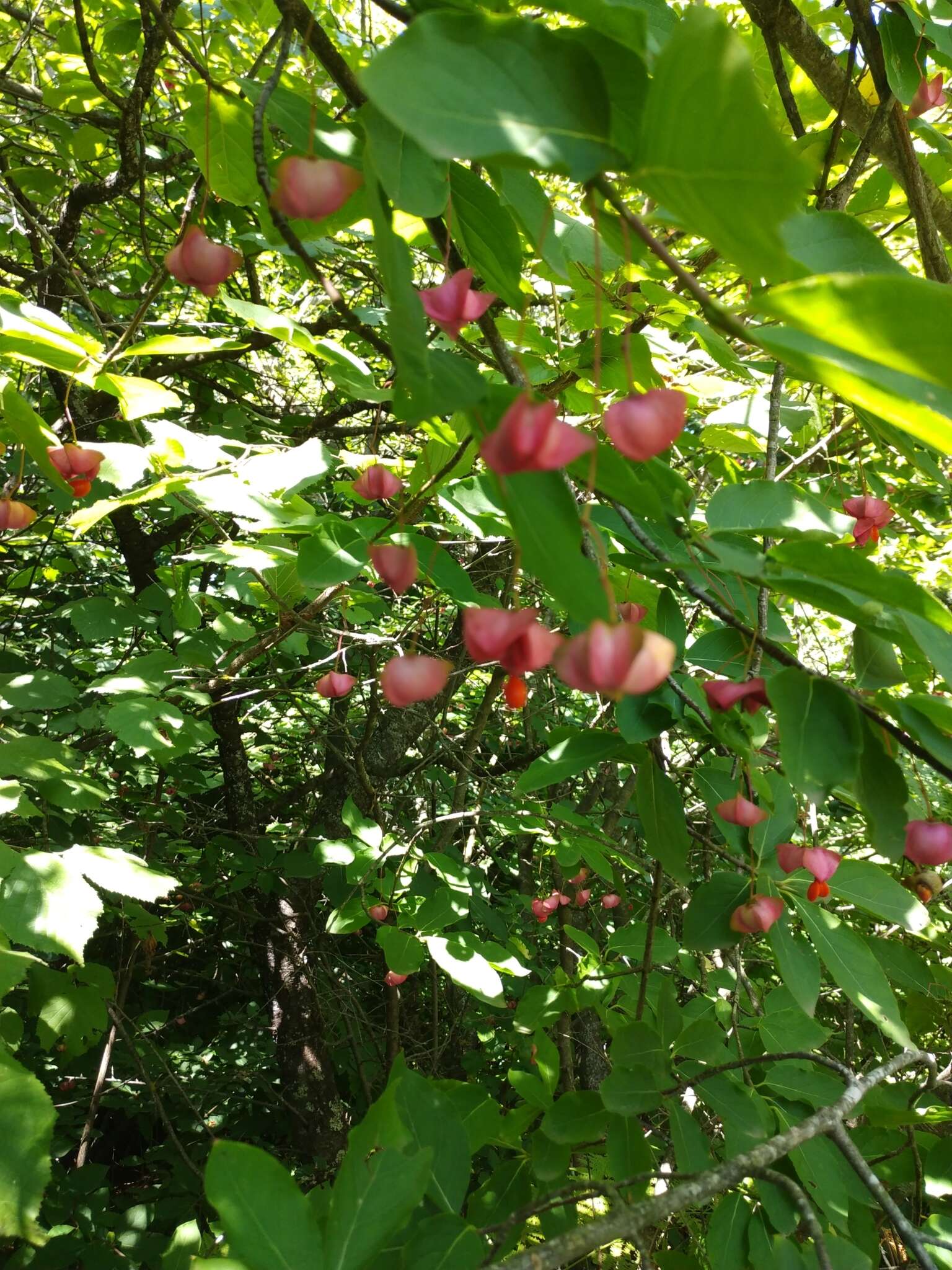 Imagem de Euonymus latifolius (L.) Mill.