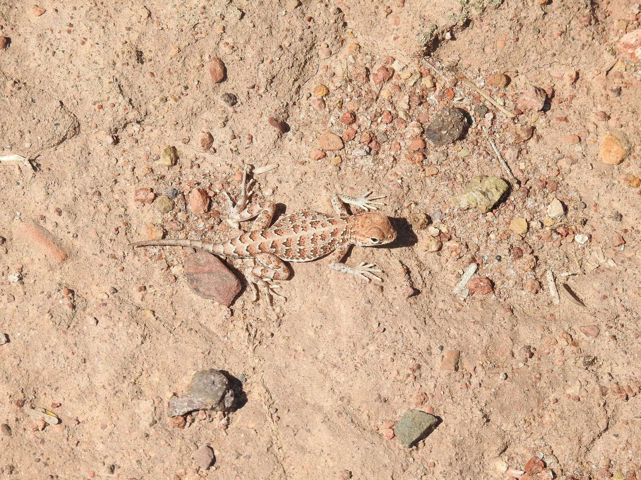 Image of Bleached Earless Lizard