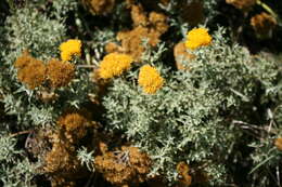 Image of Helichrysum rutilans (L.) D. Don