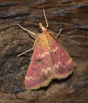 Image of Raspberry Pyrausta