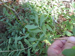 Image of Hairy-Twig Huckleberry