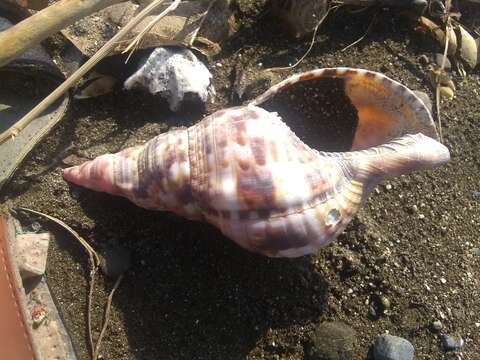 Image of Charonia variegata (Lamarck 1816)