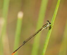 Imagem de Agriocnemis pygmaea (Rambur 1842)