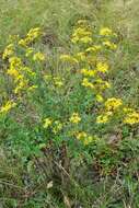 Image of hoary ragwort