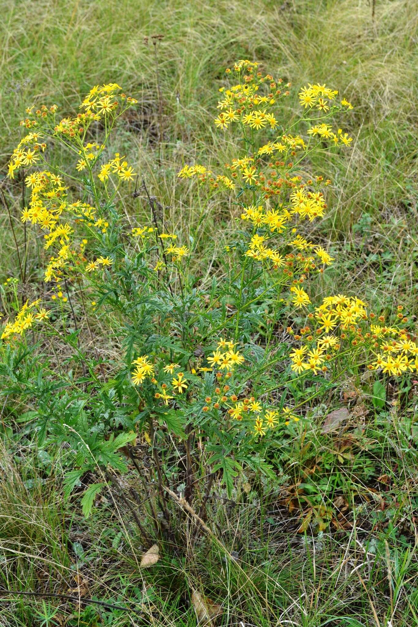 Image of hoary ragwort