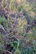 Image of stemless ironweed