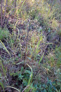 Image of stemless ironweed