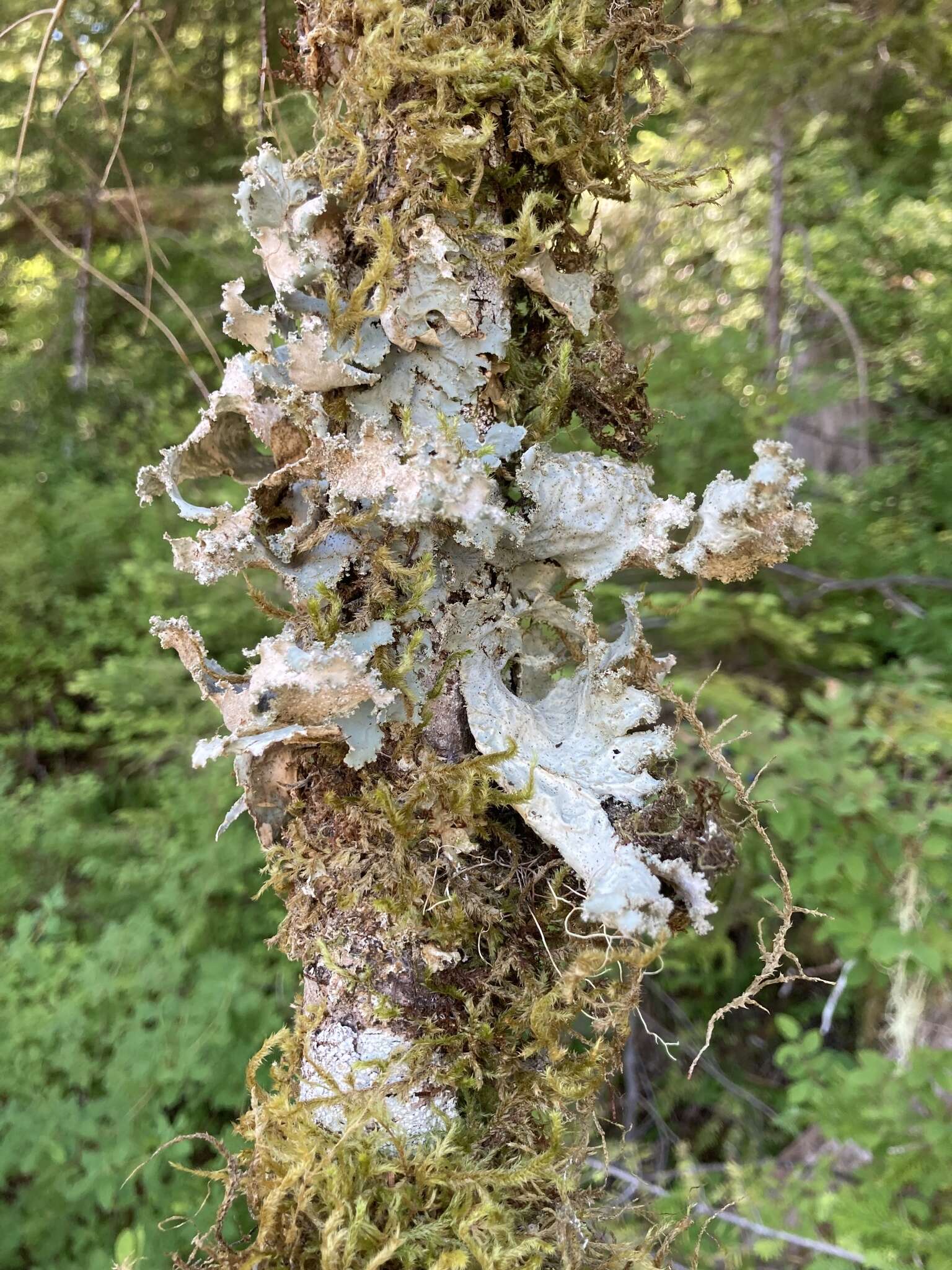 Слика од Pseudocyphellaria rainierensis Imshaug