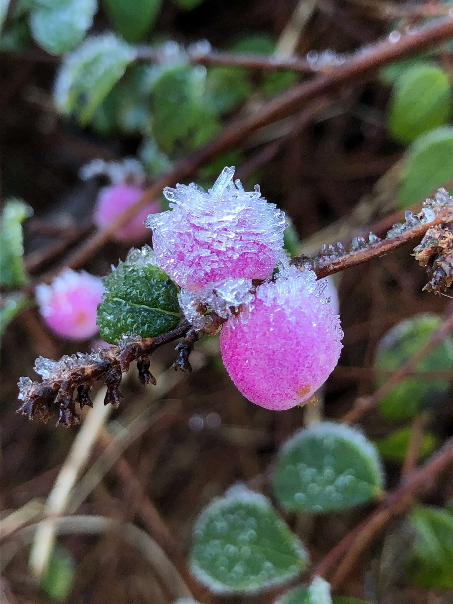 Image of Symphoricarpos × chenaultii Rehder