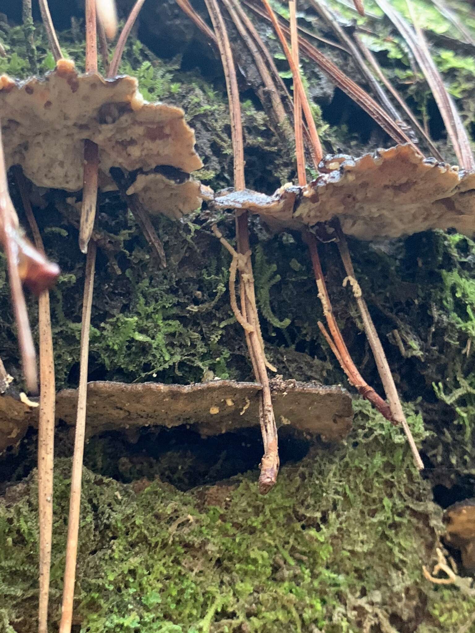 Image de Polyporus nigrocristatus E. Horak & Ryvarden 1984