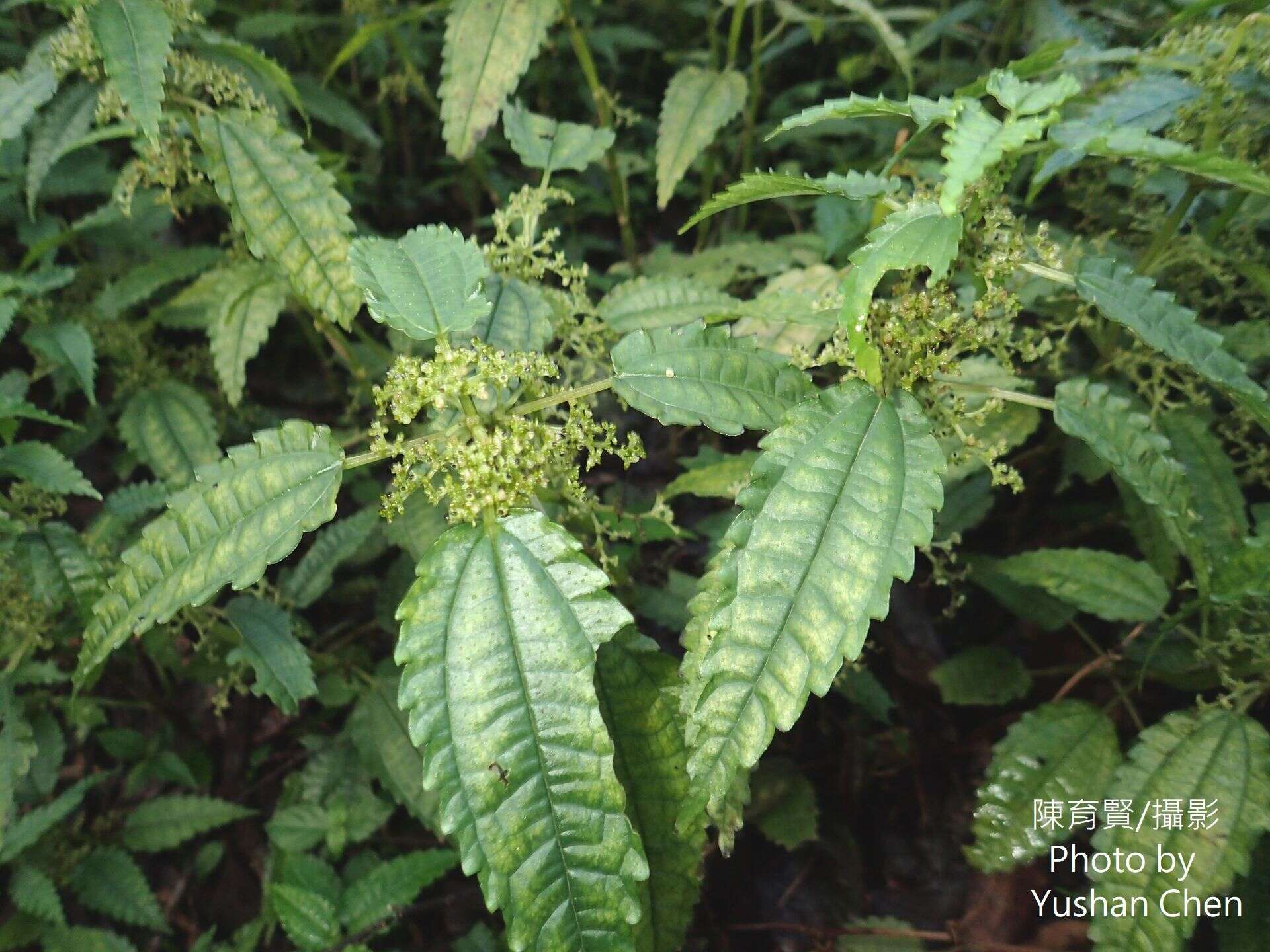 Image of Pilea angulata (Bl.) Bl.