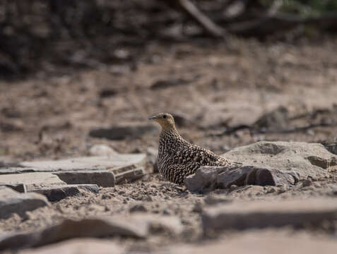 Image of Namaqua Sandgrouse