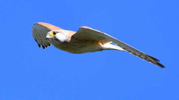 Image of Australian Kestrel