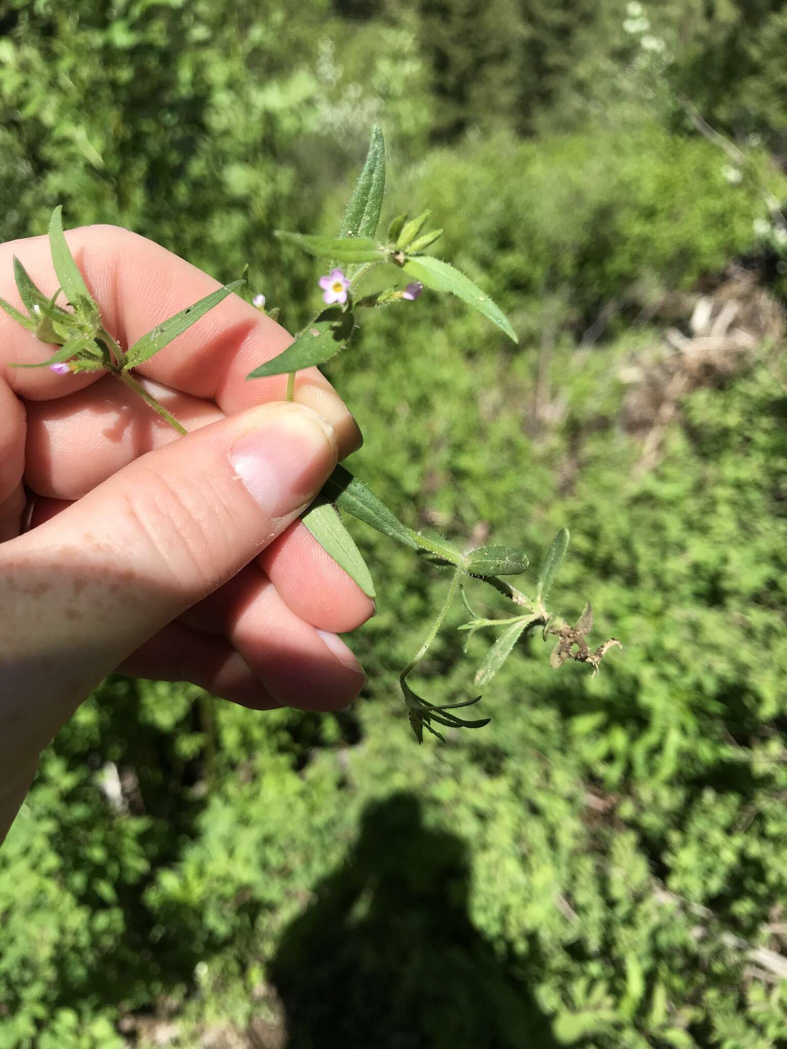 Image of tiny trumpet