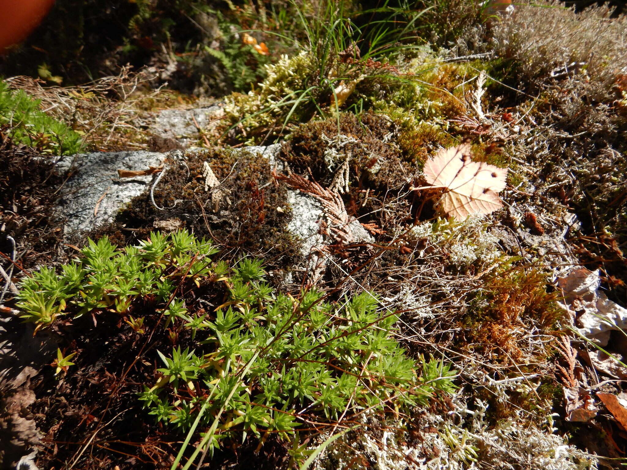 Image of yellowdot saxifrage