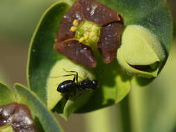 Image of Camponotus piceus (Leach 1825)