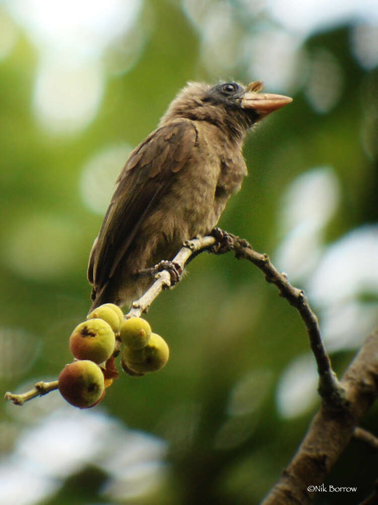 Image of Bristle-nosed Barbet