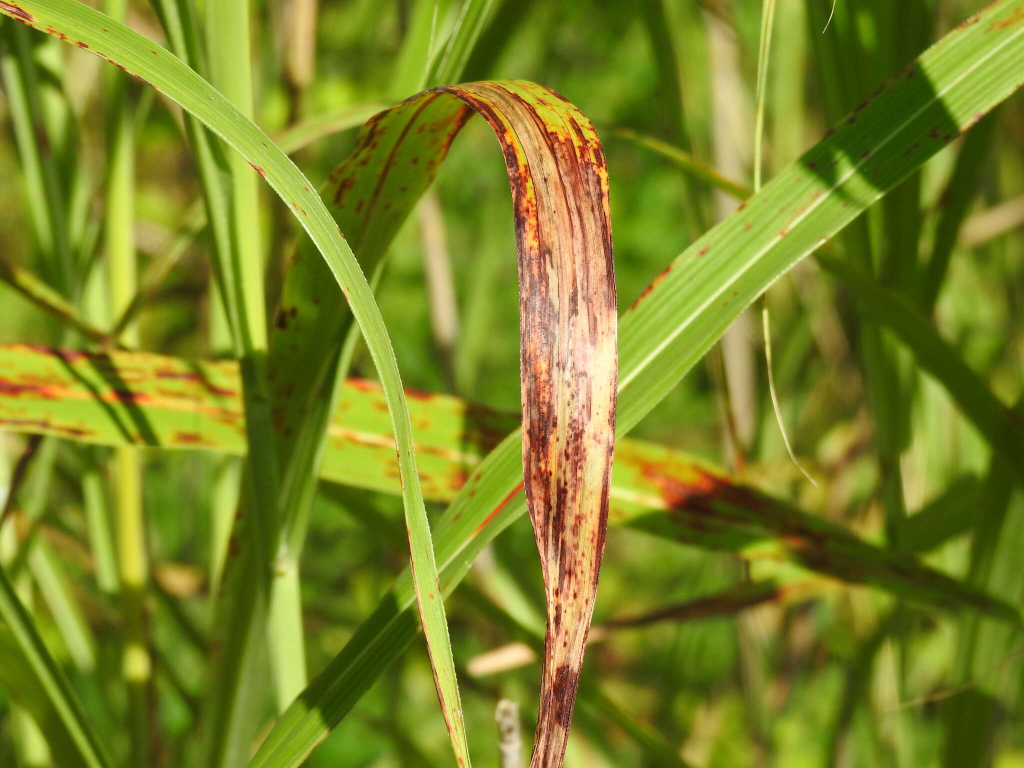 Plancia ëd Xanthomonas vasicola