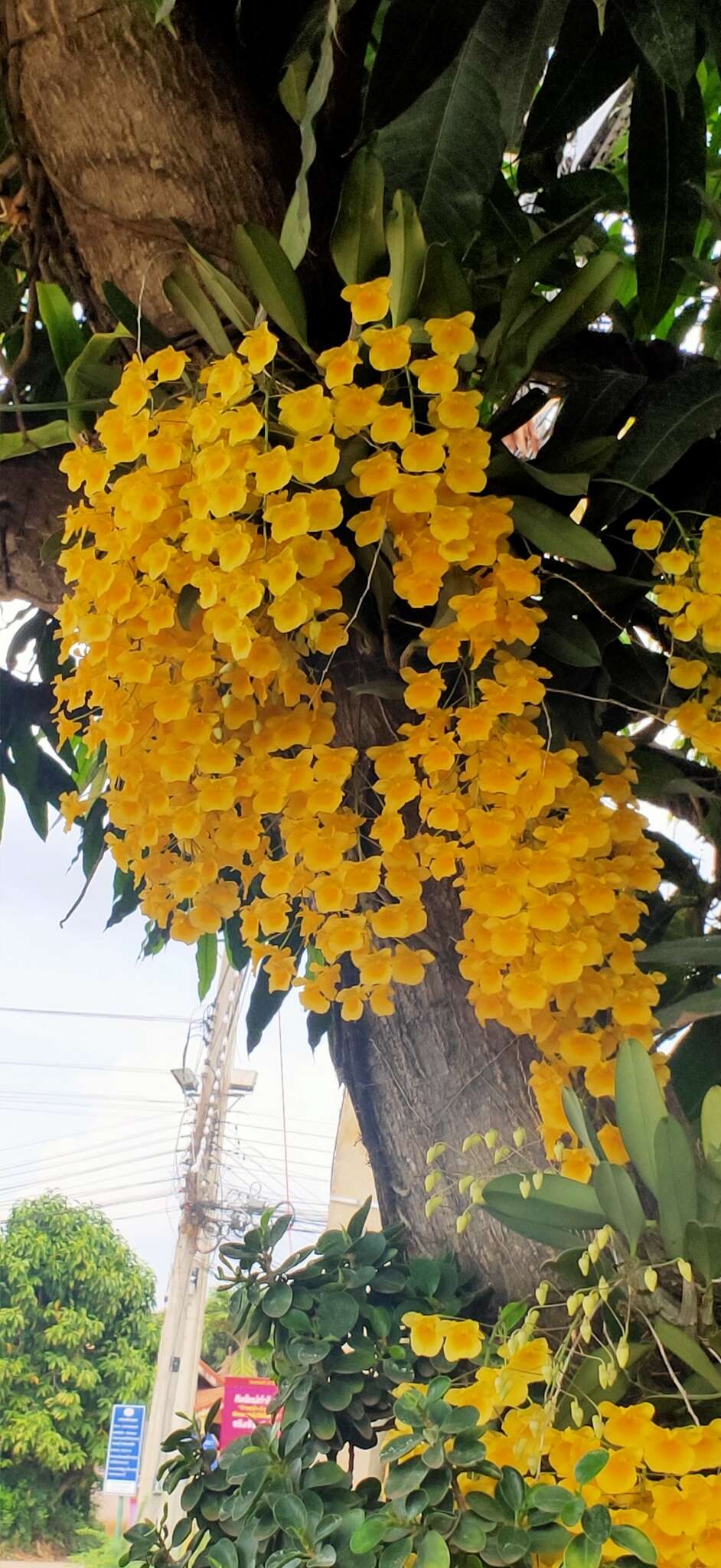 Image of Dendrobium lindleyi Steud.