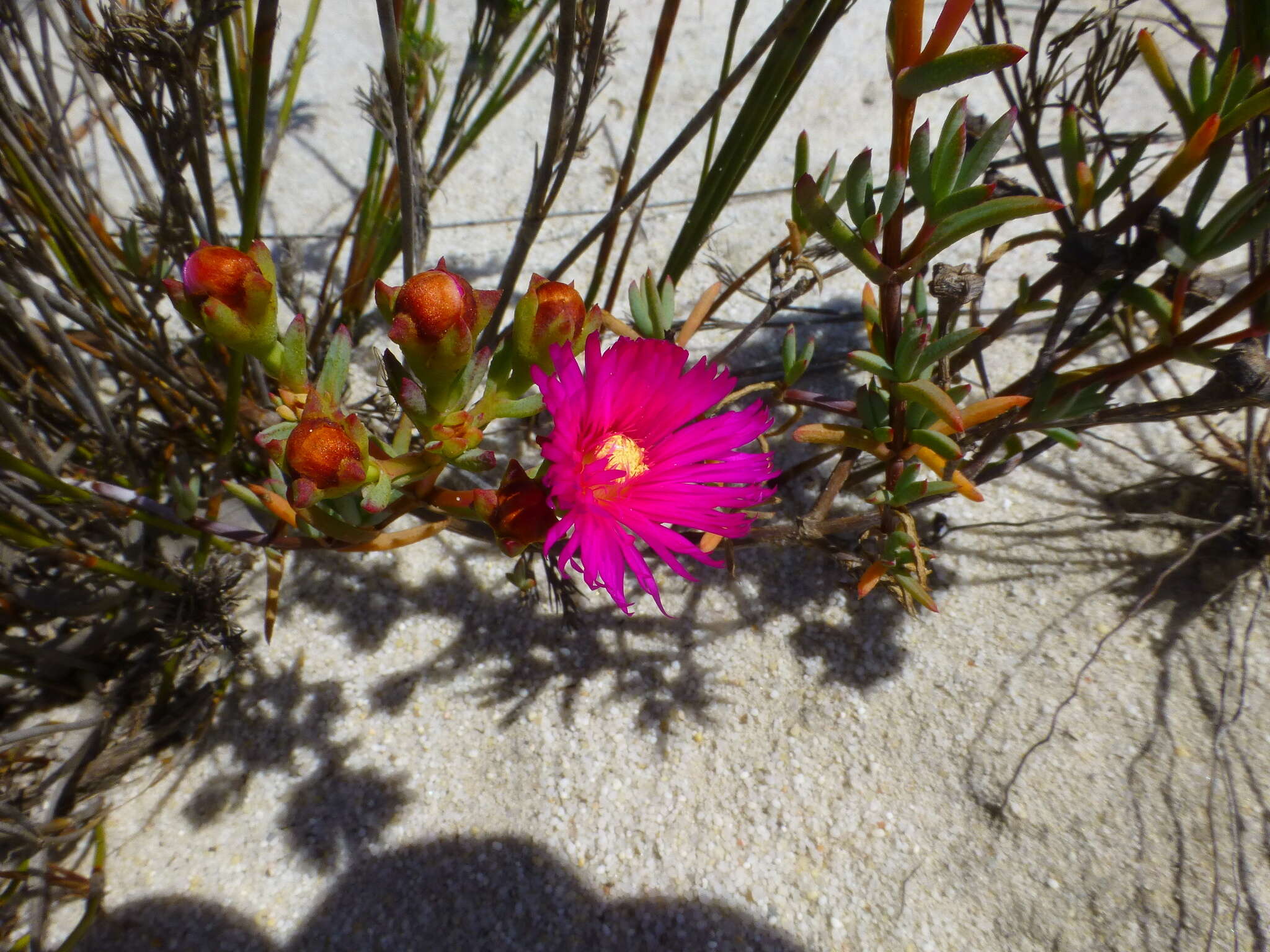 صورة Lampranthus densifolius (L. Bol.) L. Bol.