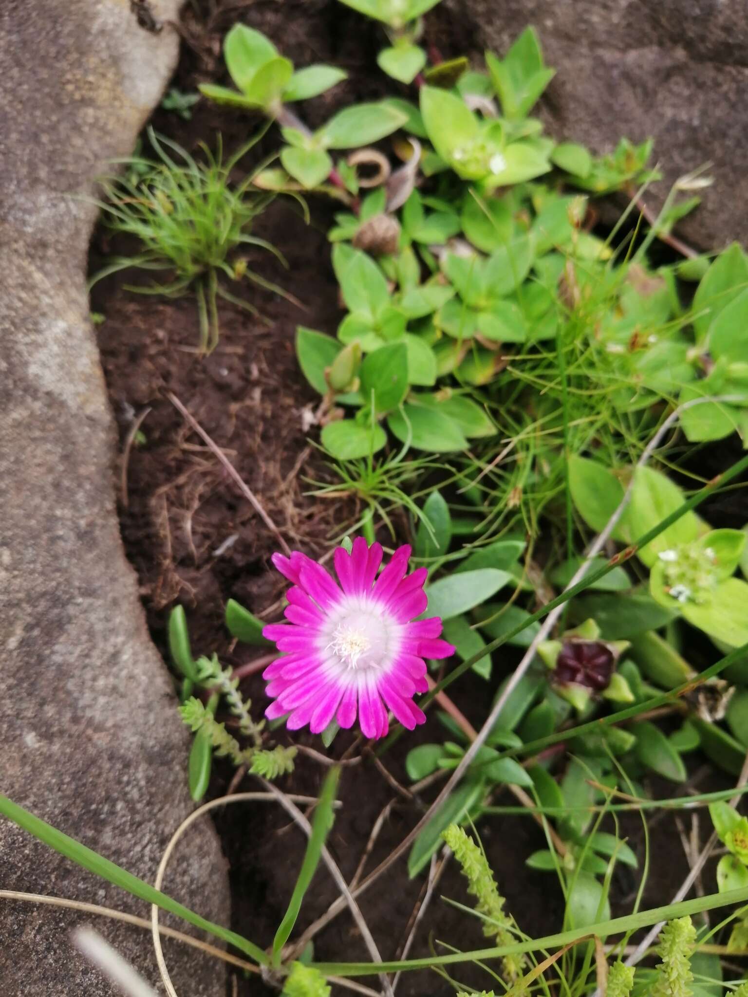 Imagem de Delosperma katbergense L. Bol.