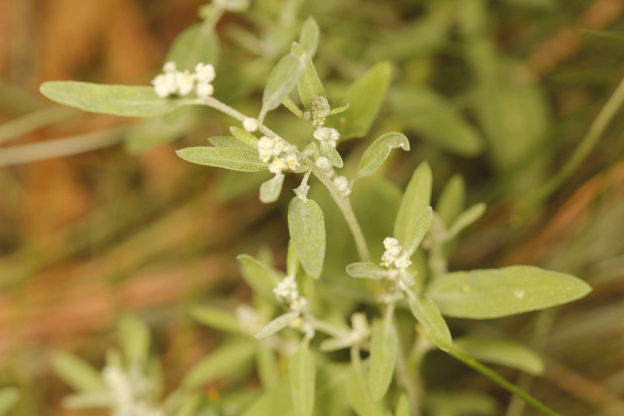 Слика од Chenopodium atrovirens Rydb.