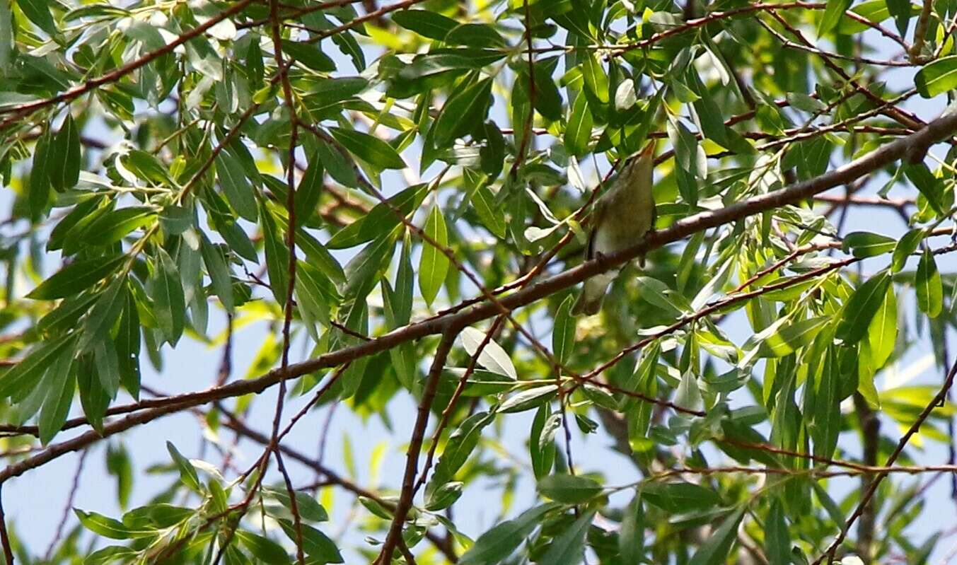 Plancia ëd Phylloscopus examinandus Stresemann 1913