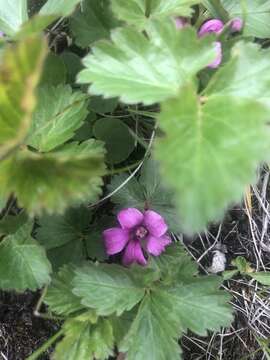 Image de Rubus arcticus subsp. acaulis (Michx.) Focke