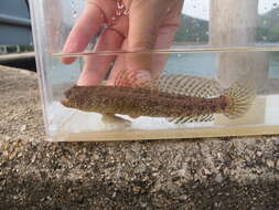 Image of Maude&#39;s shrimpgoby