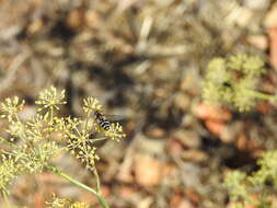 Image of Scaeva pyrastri (Linnaeus 1758)