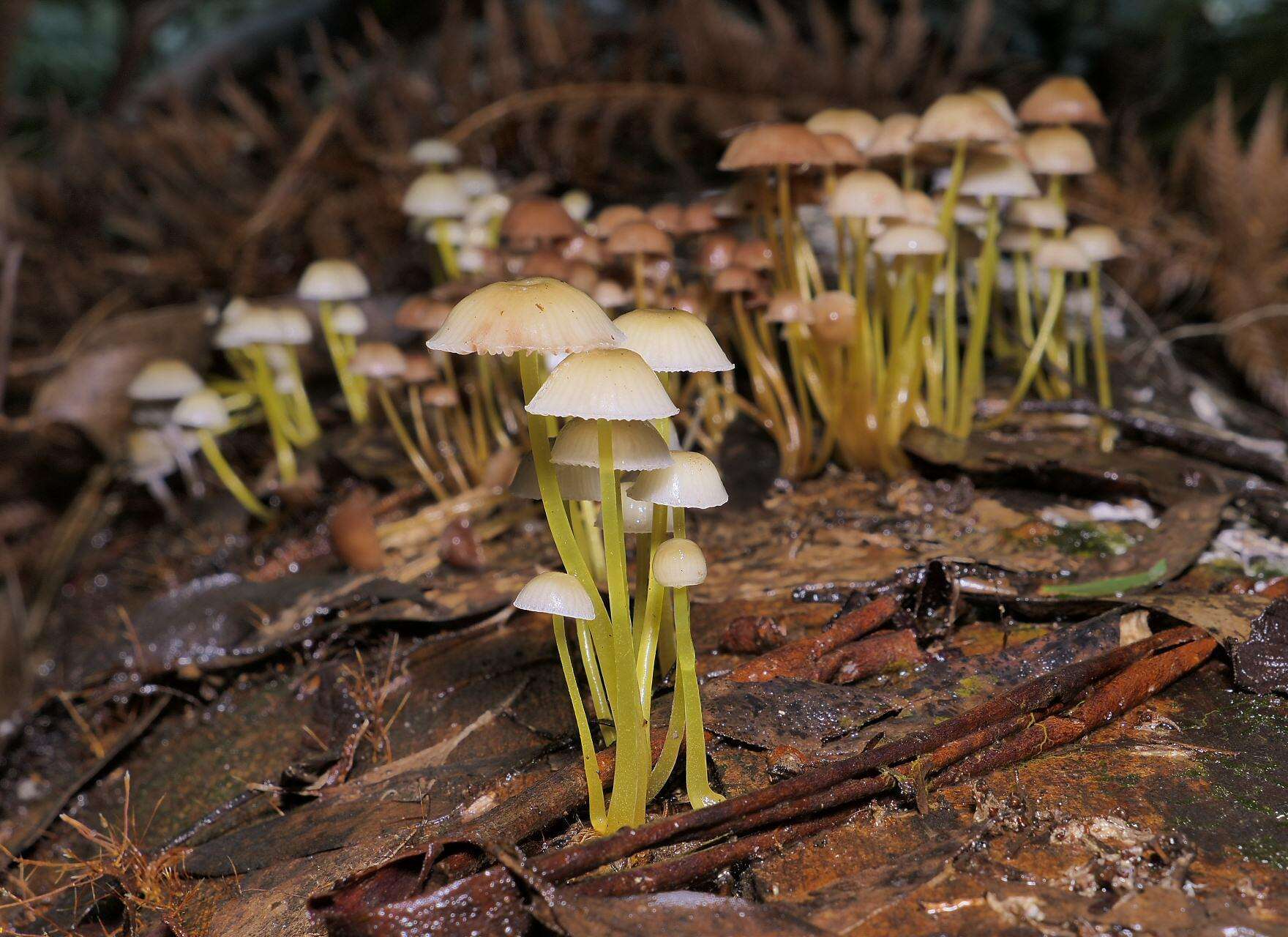 Слика од Mycena epipterygia (Scop.) Gray 1821