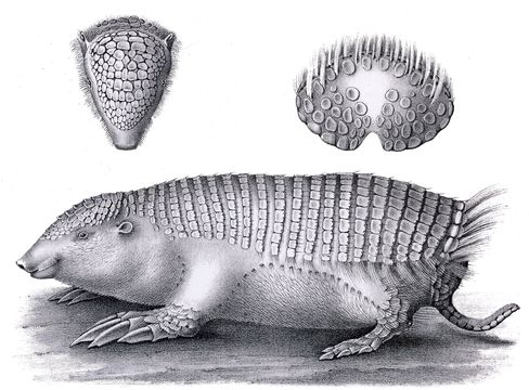 Image of Burmeister's Armadillo