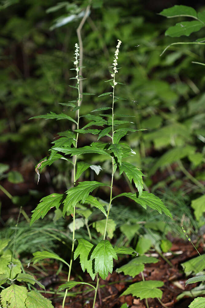Image of Artemisia stolonifera (Maxim.) Kom.