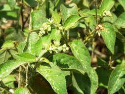 Image of Mexican croton