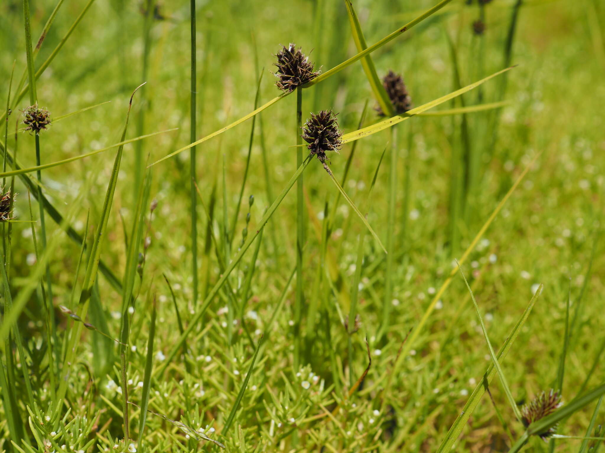 Image of Cyperus bracheilema (Steud.) Mattf. & Kük.