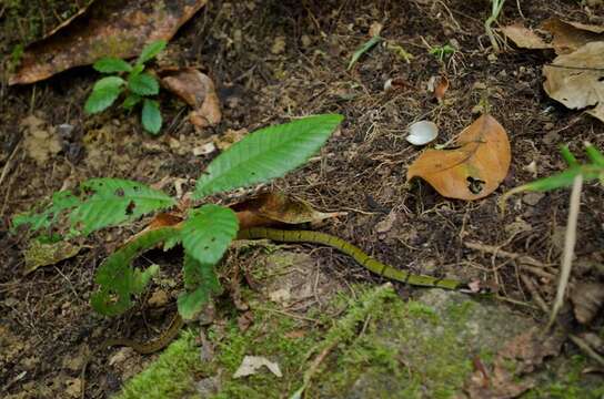 Image of Black-banded Keelback