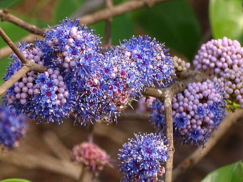 Слика од Memecylon umbellatum Burm. fil.