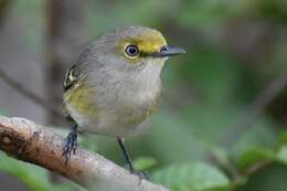 Plancia ëd Vireo griseus bermudianus Bangs & Bradlee 1901