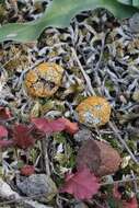 Image of texosporium lichen