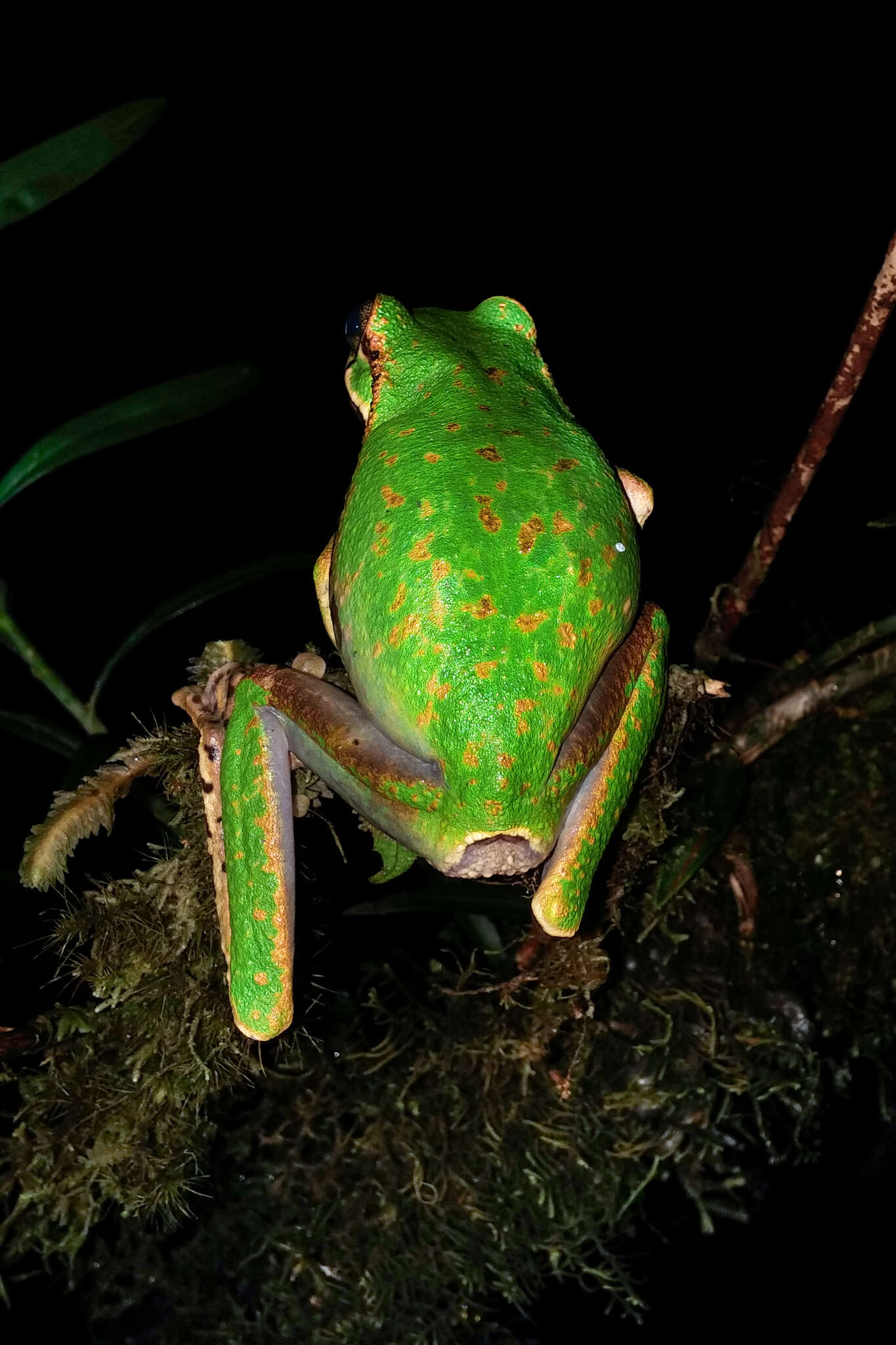 Litoria angiana (Boulenger 1915)的圖片