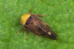 Image of Leafhopper