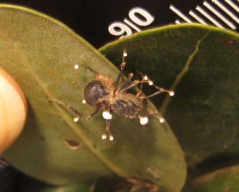 Image of Polyrhachis schistacea (Gerstaecker 1859)